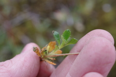 Micranthes foliolosa