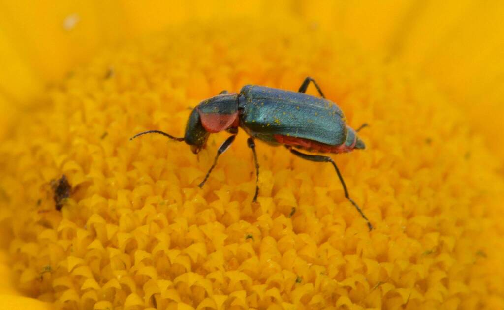 Clanoptilus abdominalis