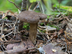 Lactarius fuliginosus