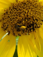 Paranthidium jugatorium lepidum