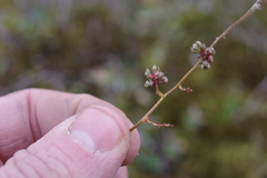 Micranthes foliolosa