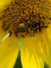 Paranthidium jugatorium lepidum