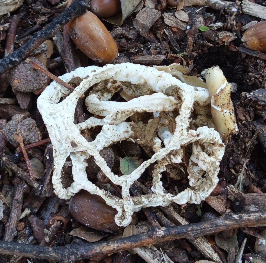 Ileodictyon cibarium · May 2025 · photo: © alekscz (iNaturalist, cc0)