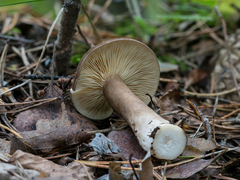 Lactarius fuliginosus