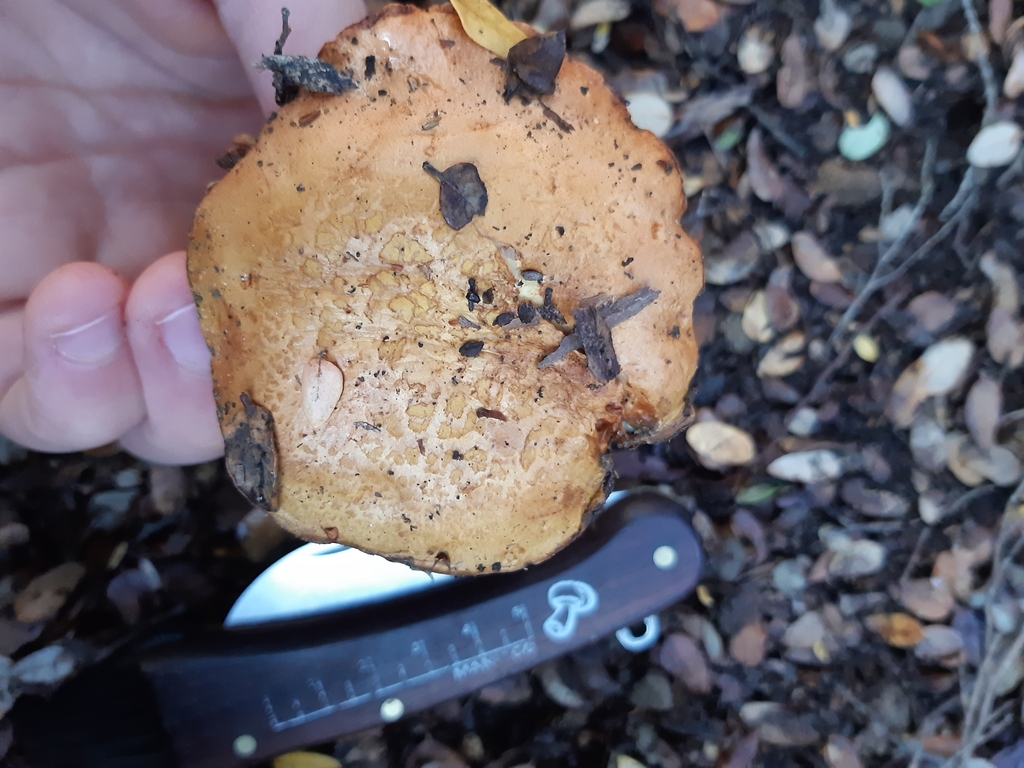 Chalciporus piperatus · May 2025 · photo: © georgecox (iNaturalist, cc0)