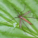 Tipula paludosa - Photo (c) Tina Ellegaard Poulsen, μερικά δικαιώματα διατηρούνται (CC BY), uploaded by Tina Ellegaard Poulsen