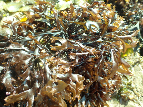 Image of Mastocarpus stellatus by (c) John Hepburn, some rights reserved (CC BY)