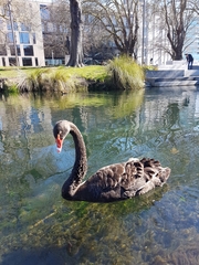 Cygnus atratus
