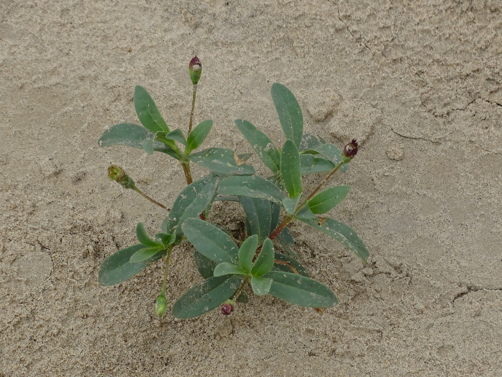 Zinnia americana (Zinnia americana)