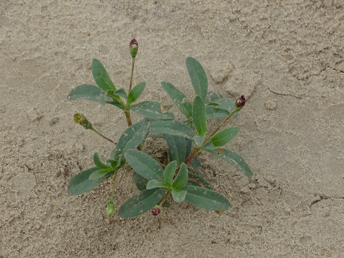 Zinnia americana (Zinnia americana)