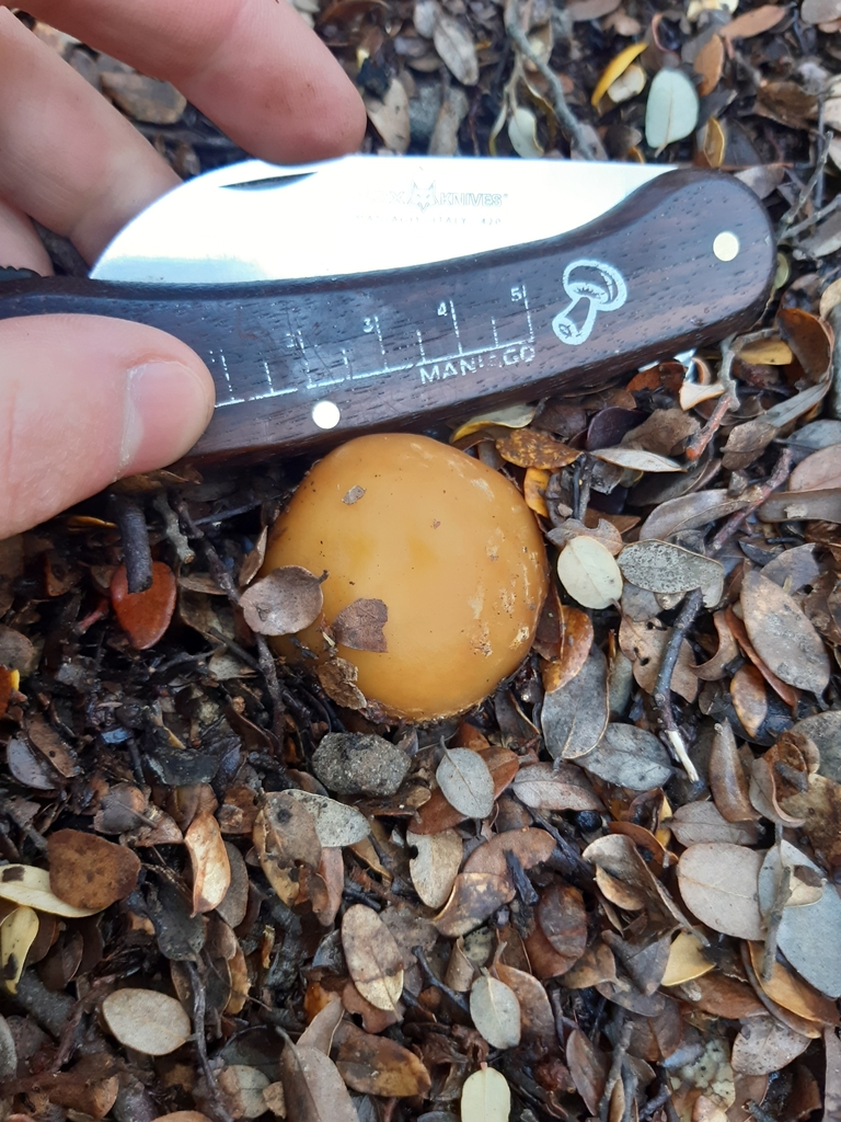 Cortinarius epiphaeus · May 2025 · photo: © georgecox (iNaturalist, cc0)