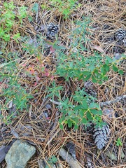 Euphorbia glabriflora