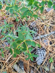 Euphorbia glabriflora