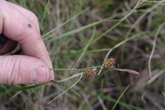 Carex rotundata