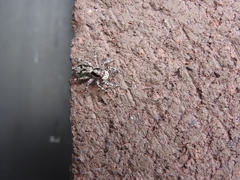 Menemerus bivittatus