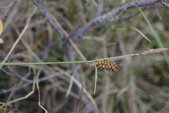 Carex rotundata