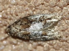 Eulechria callidesma