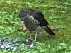 Accipiter nisus