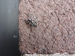 Menemerus bivittatus