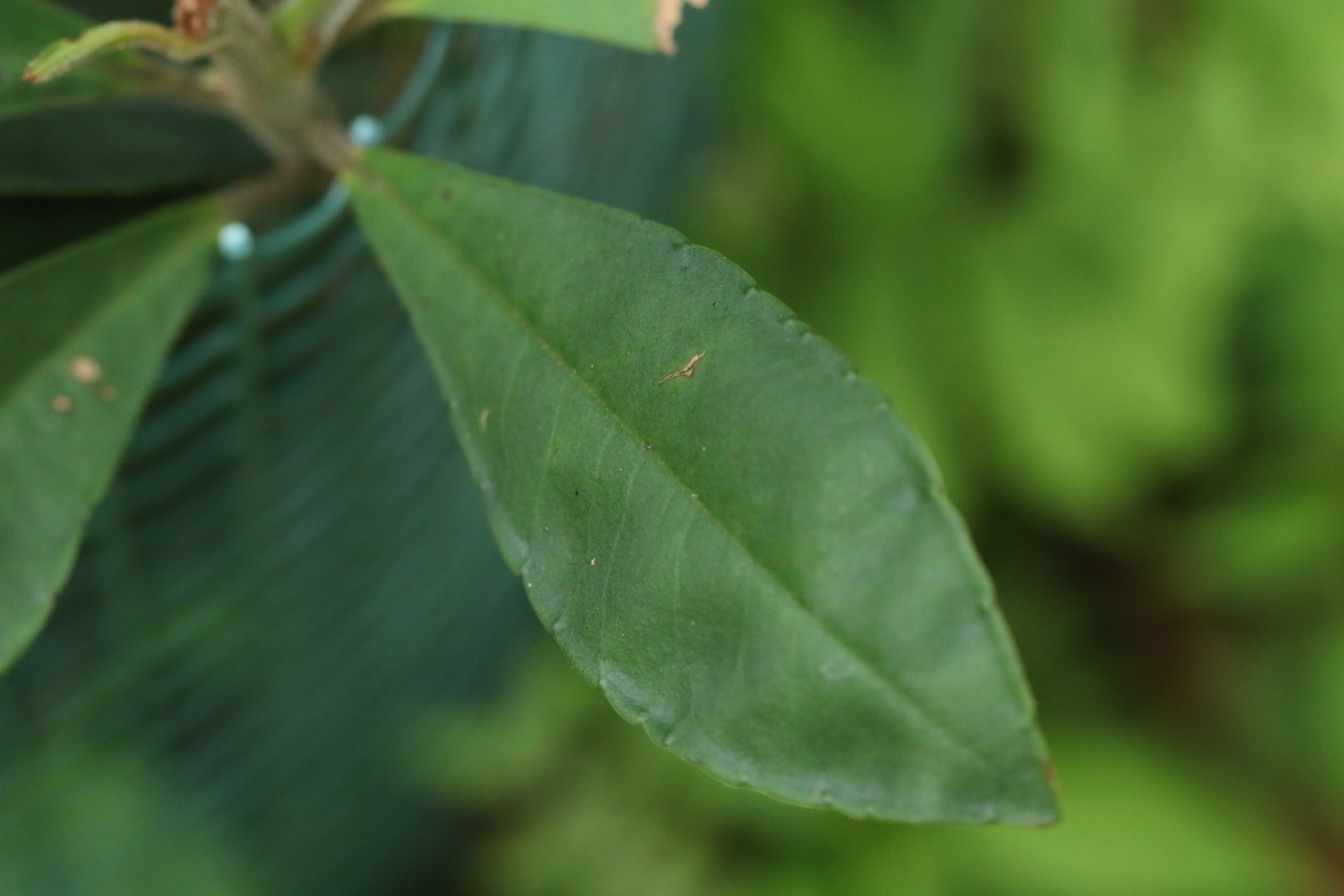 Ardisia Villosa