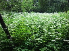 Aegopodium podagraria