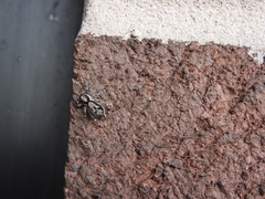 Menemerus bivittatus