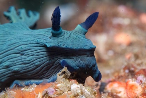 Shadowy Wrinkle Dorid