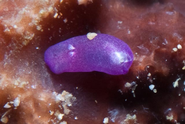 Phanerophthalmus anettae