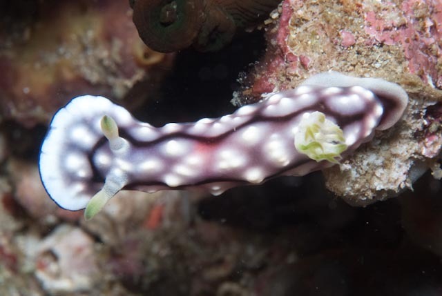 Geometric Rainbow Dorid