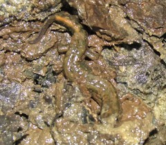 Desmognathus fuscus