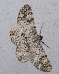 Thallogama corticola