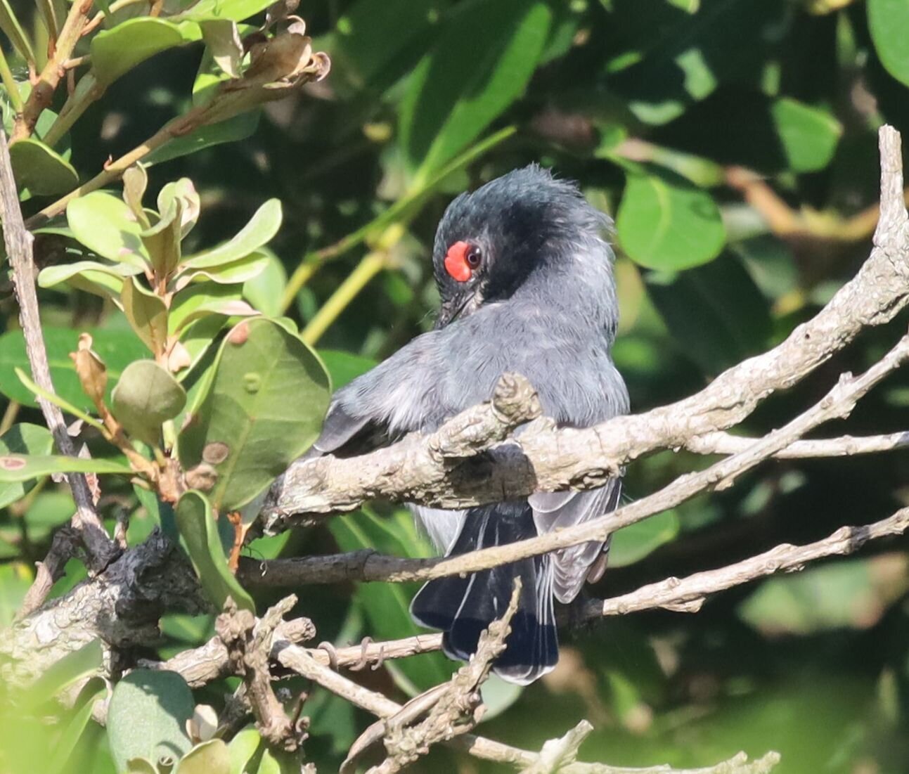 Black-throated Wattle-eye (Platysteira peltata), photo 8