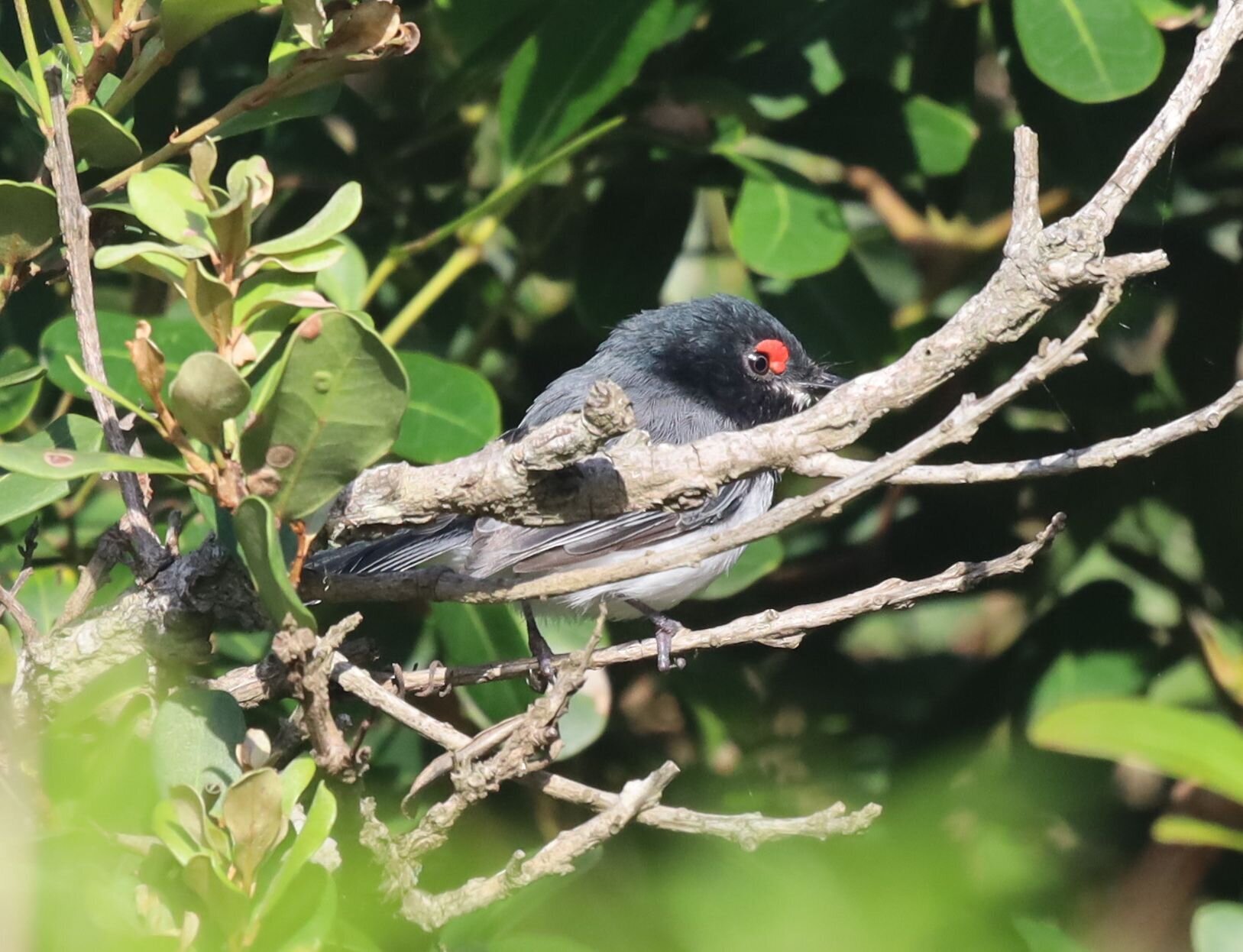 Black-throated Wattle-eye (Platysteira peltata), photo 7