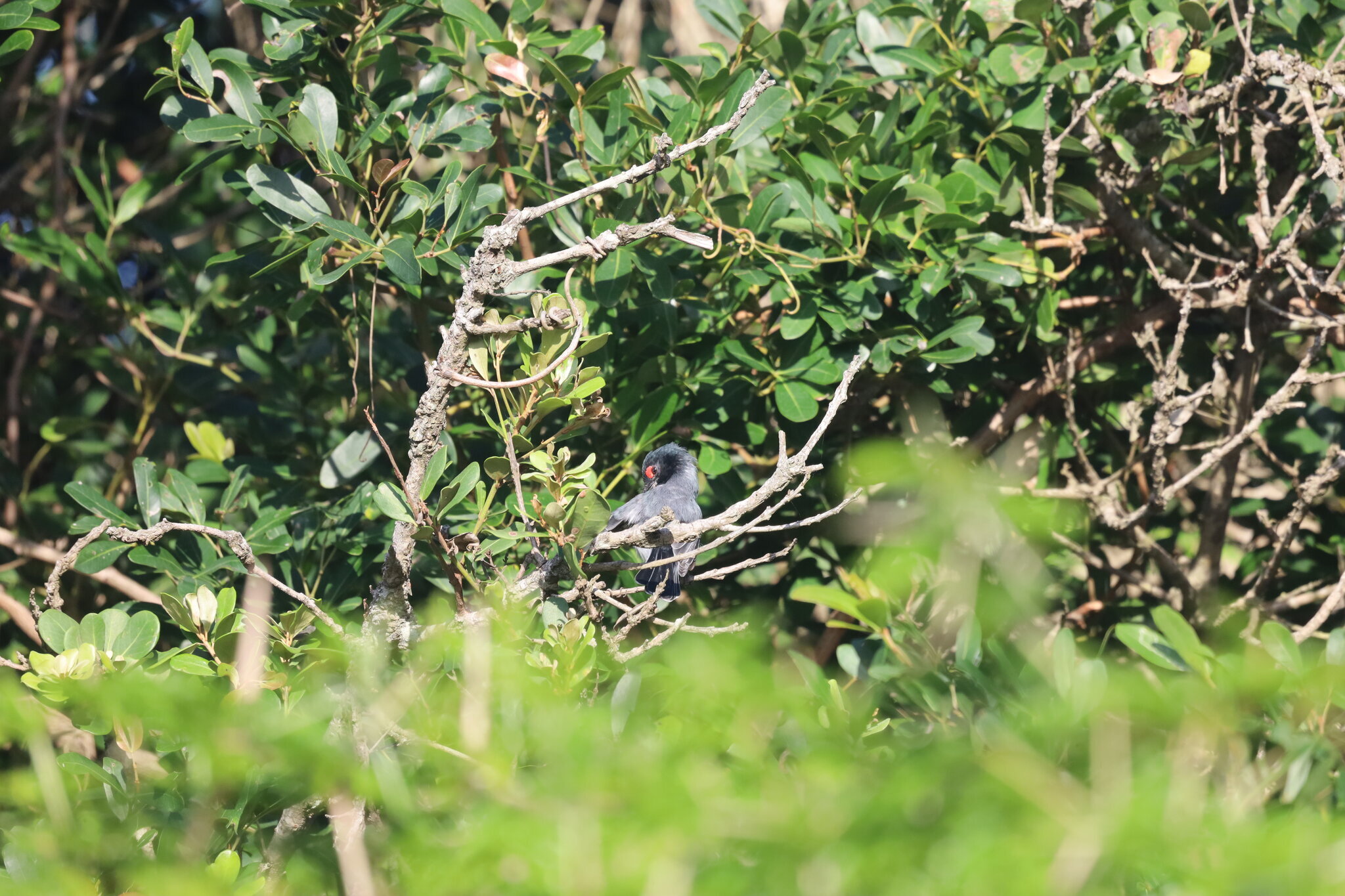 Black-throated Wattle-eye (Platysteira peltata), photo 9