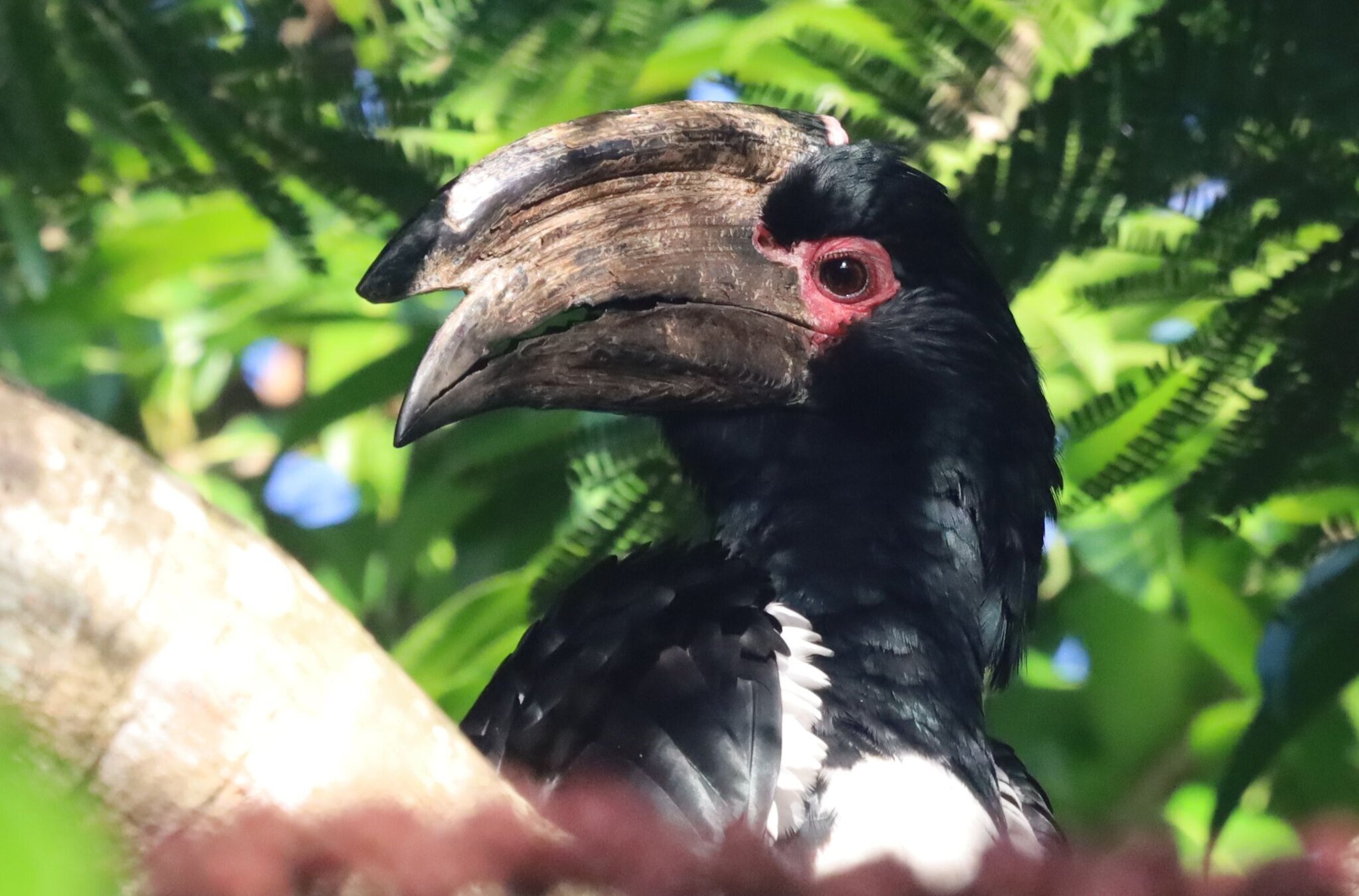 Trumpeter Hornbill illustration