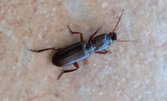 Stenomorphus