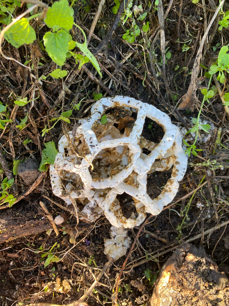 Ileodictyon cibarium · May 2025 · photo: © hannah_whittall (iNaturalist, cc-by)