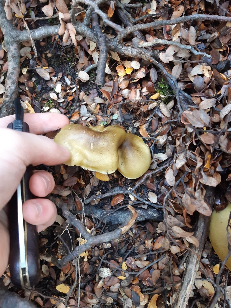 Tricholoma viridiolivaceum · May 2025 · photo: © georgecox (iNaturalist, cc0)