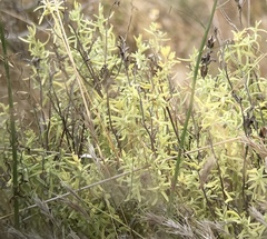 Castilleja grisea