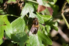 Eristalis tenax