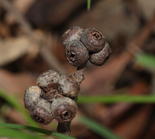 Image of Eucalyptus tindaliae by (c) Greg Tasney, some rights reserved (CC BY-SA)