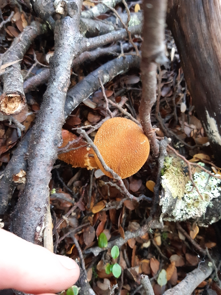 Thaxterogaster castoreus · May 2025 · photo: © georgecox (iNaturalist, cc0)