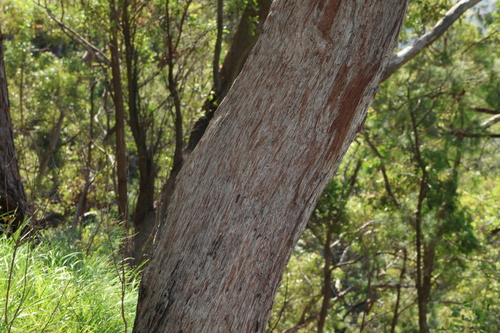 Image of Eucalyptus tindaliae by (c) Greg Tasney, some rights reserved (CC BY-SA)