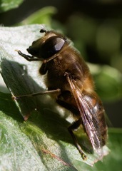 Eristalis tenax
