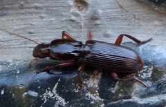 Stenomorphus
