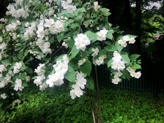 Philadelphus coronarius