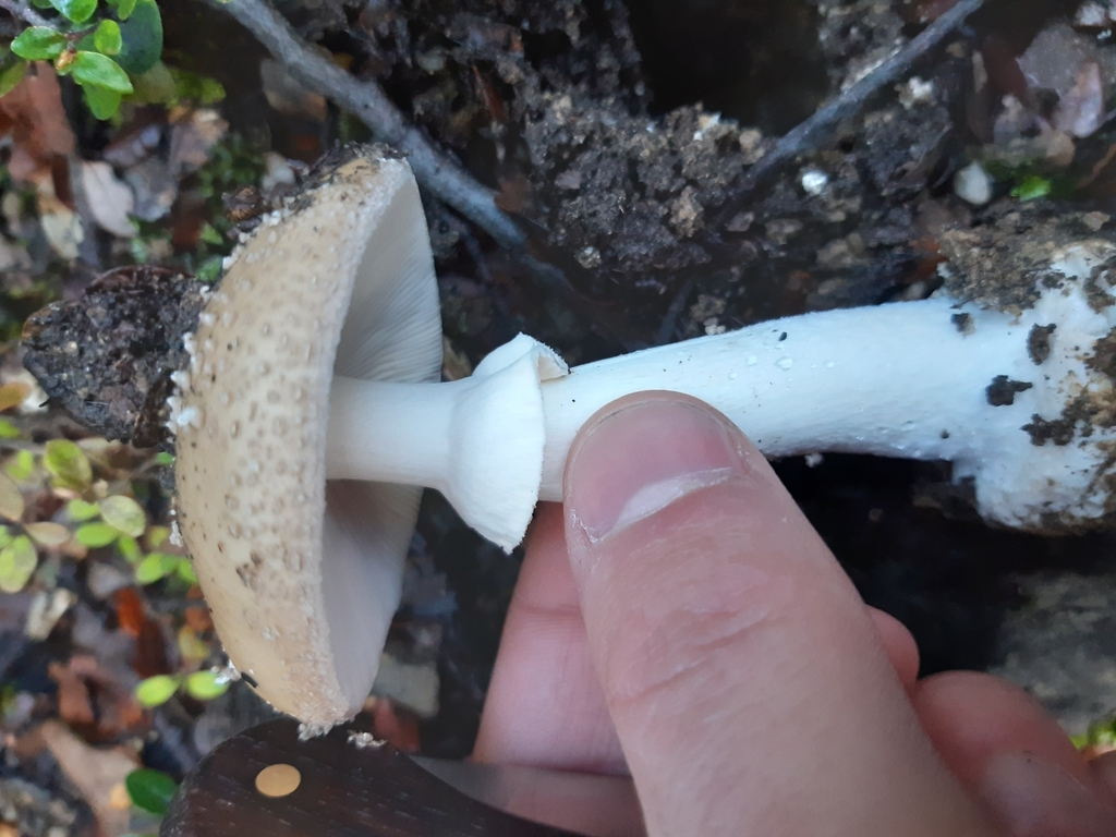 Amanita australis · May 2025 · photo: © georgecox (iNaturalist, cc0)