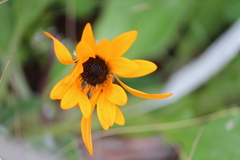 Arctotis breviscapa