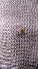 Steatoda nobilis
