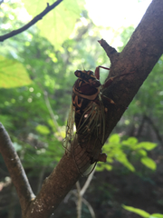 Auritibicen intermedius